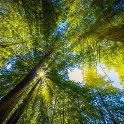 精灵梦幻岛游戏下载